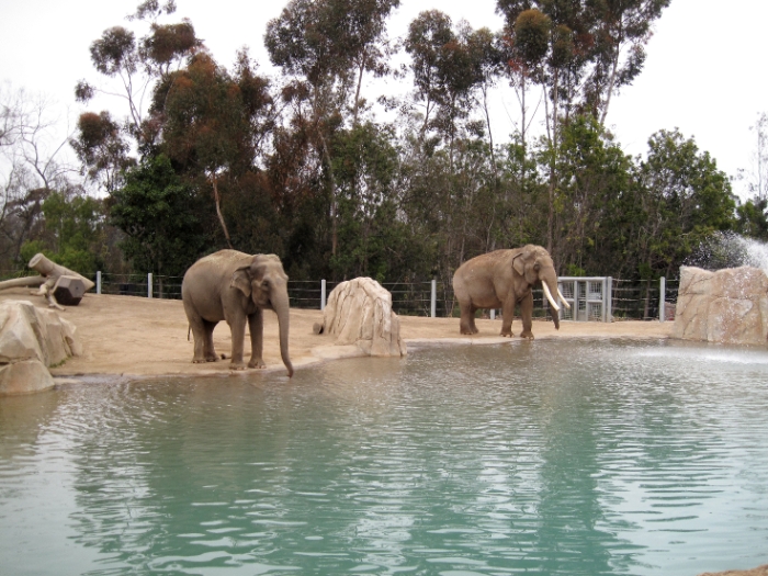 The watering hole